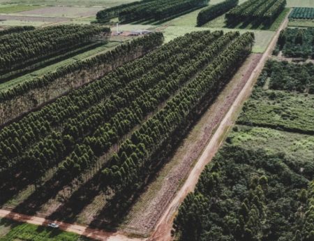 Manual gratuito de boas práticas na cultura do eucalipto em MT está disponível