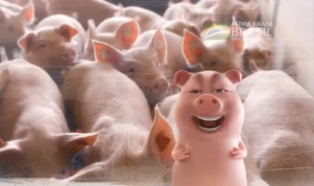 Mapa faz campanha e destina US$ 500 mil para combater a peste suína africana