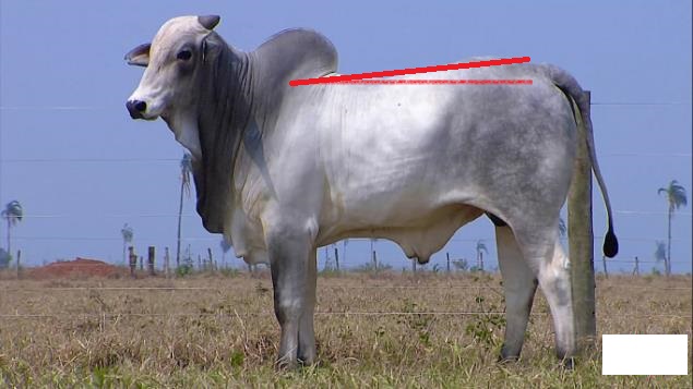 Aprumos e linha dorsal do touro Nelore