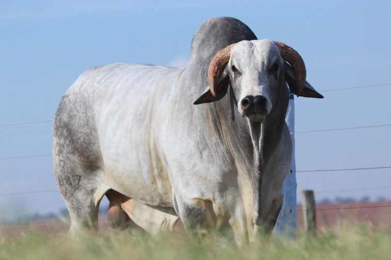 Como escolher um touro Nelore para reprodução?