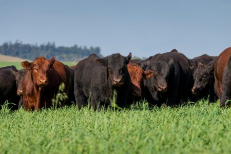 Boi: embarques são os menores desde 2019