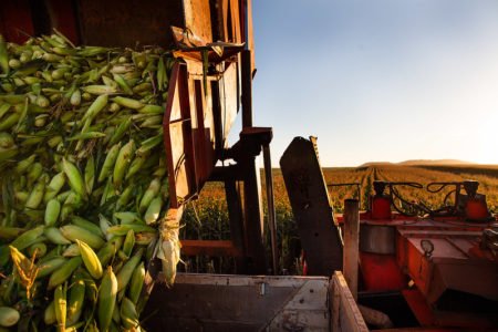 Milho sobe a R$ 88,00 a saca