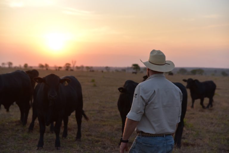 Sanidade estratégica para gestão do rebanho