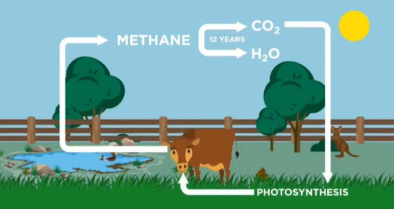Vacas são as culpadas pelo efeito estufa?