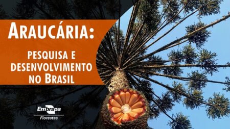Araucária em foco: espécie ganha livro