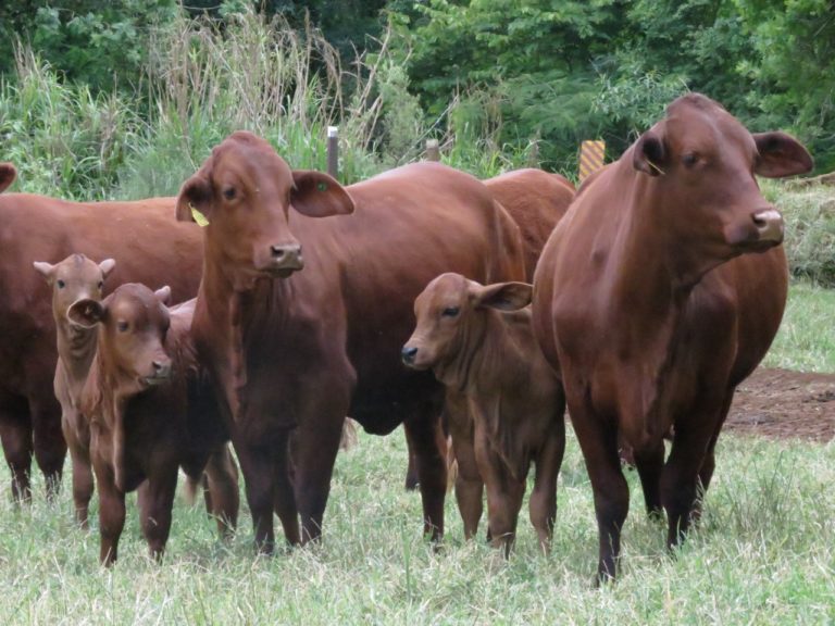 Bravon estreia no 26º show tecnológico Copercampos