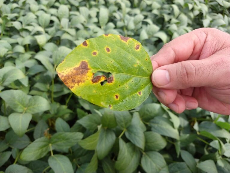 Mancha alvo aparece na soja safra 2021/22