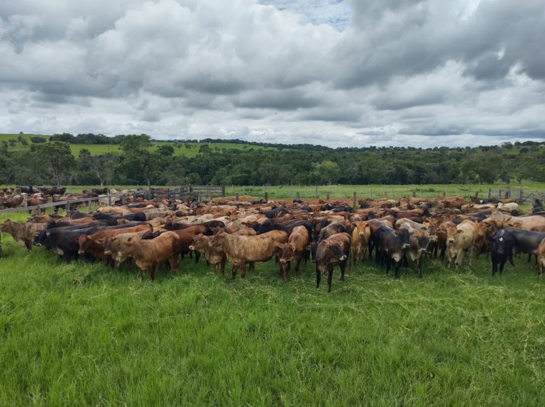 Setembro termina com sensível queda para o gado gordo gaúcho