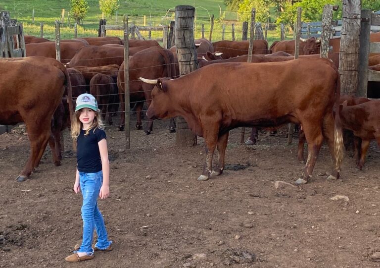 Garotinha que queria uma vaca vermelha teve sonho realizado neste Natal