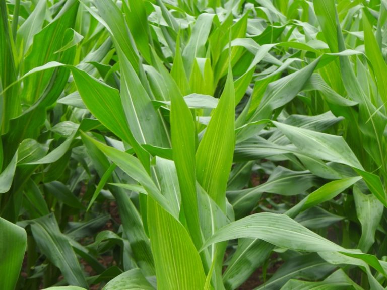 Saca de milho é negociada acima de R$ 100