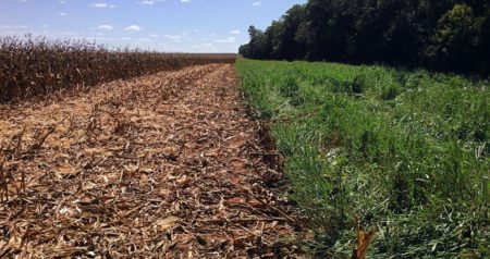 Veja as vantagens da reforma de pasto com arrendamento
