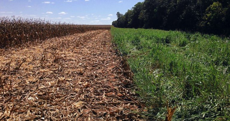 Veja as vantagens da reforma de pasto com arrendamento
