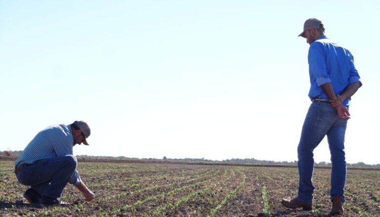Gerenciamento dos quatro S para o plantio promissor do milho segunda safra