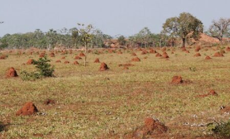 Solos degradados: do zero à alta produtividade