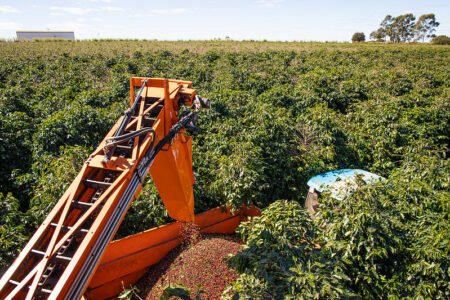 Mercado de café depende do quanto o Brasil vai colher em 2022