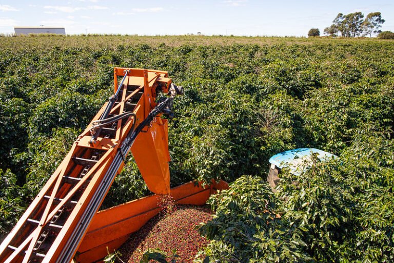 Mercado de café depende do quanto o Brasil vai colher em 2022