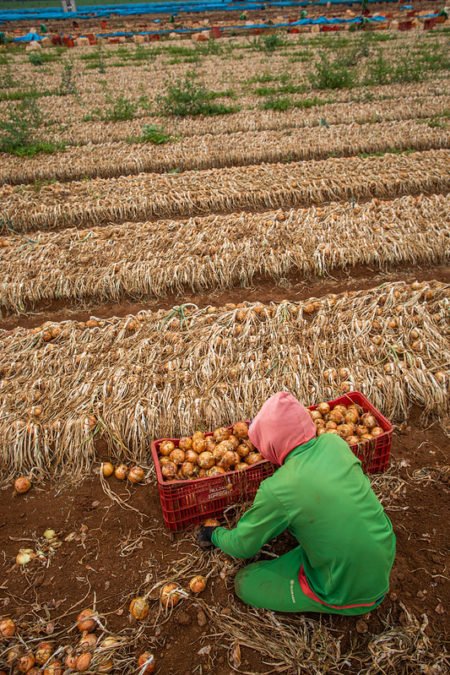 Chuvas beneficiam lavouras de coentro e cebola no RS