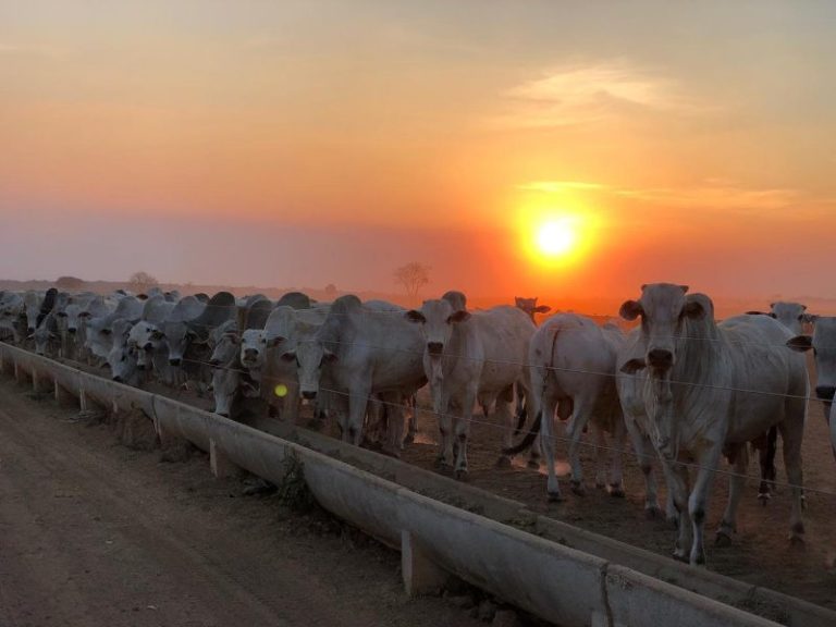 Boi gordo vai a R$ 350,00 em SP
