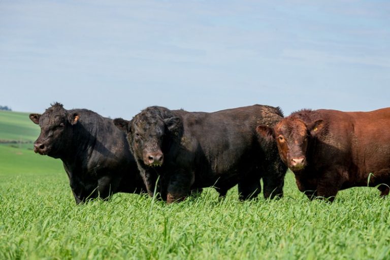 Coleta de sêmen e Inseminação Artificial devem aumentar ainda mais em 2022