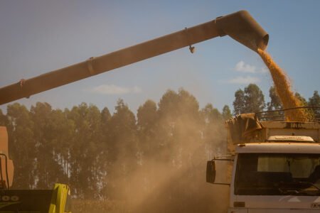 Cotação do milho fica em R$ 104,00