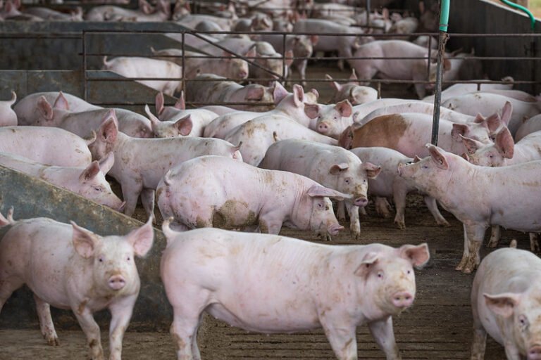 Medo de falência: suinocultores convocam mobilização nacional