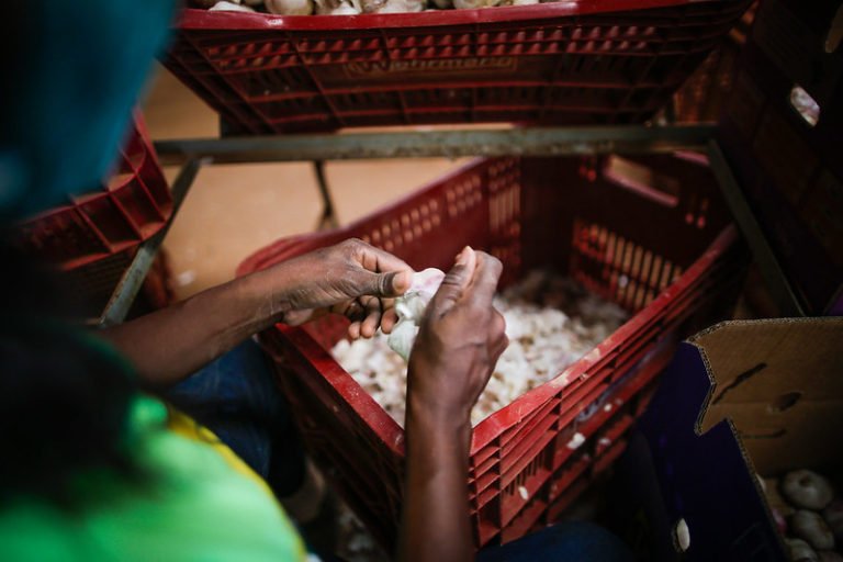 Agronegócio, recuperado da pandemia, já ocupa 18,9 milhões de pessoas no Brasil