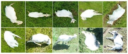 Vem aí o Big Brother do gado