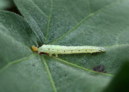 Embrapa desenvolve pesticida com duas cepas de bactéria para controlar lagartas