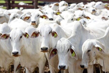 Desafios e oportunidades para a carne bovina