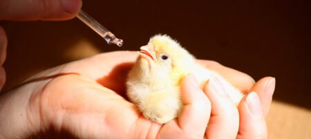 Exportações de material genético e ovos férteis somam US$ 147,7 milhões em 2021