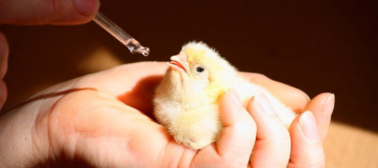 Exportações de material genético e ovos férteis somam US$ 147,7 milhões em 2021