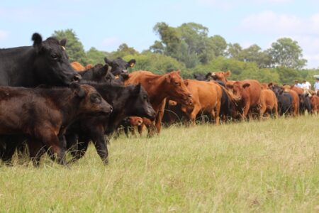 Fim do prazo da Declaração Rebanho no RS: o que fazer?