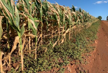 Estiagem já provoca quadro irreversível para produtores do RS