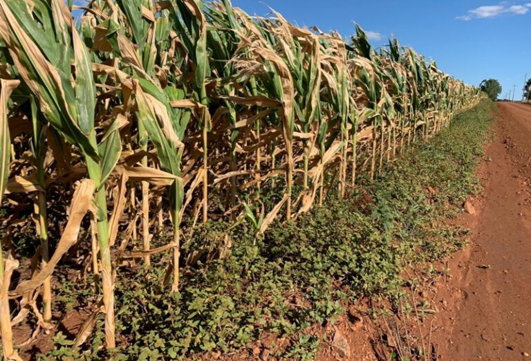 Estiagem já provoca quadro irreversível para produtores do RS