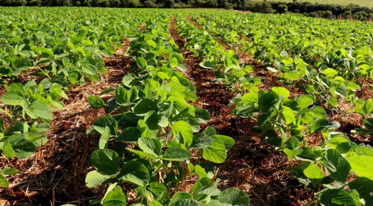 Monitoramento da Soja é um selo de produção com respeito à Amazônia