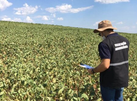 Sem pragas, mas com muita sede