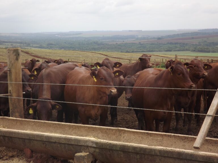 Quem menos corre, voa