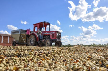 EUA lideram compra dos Cafés Brasileiros com 7,78 milhões de sacas