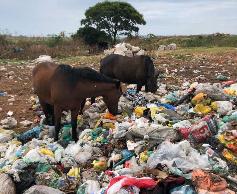 Mais de 15 cavalos morrem após comer farelo em lixão de São Borja