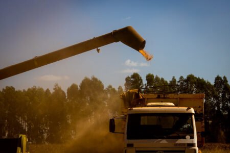 Milho: compradores saem da posição de defesa