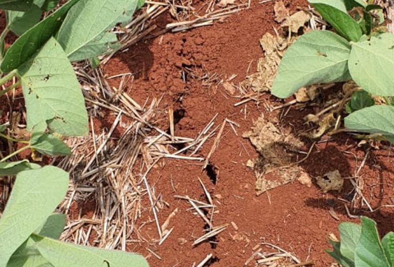 Estiagem no Sul: produtor deve agilizar laudos de perdas