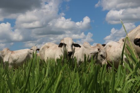 Boi estável pelo terceiro dia consecutivo em SP