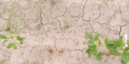 Governo Federal repassa R$ 6,04 milhões a 39 cidades gaúchas afetadas pela estiagem