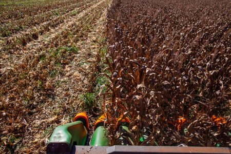 Em Campinas, milho sai a R$ 94,00/sc