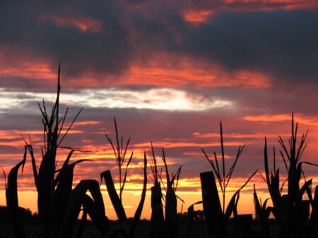 Milho valoriza em mais de 3%, em Chicago