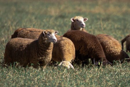 RS muda prazo para declaração anual de animais e atualização de produtores