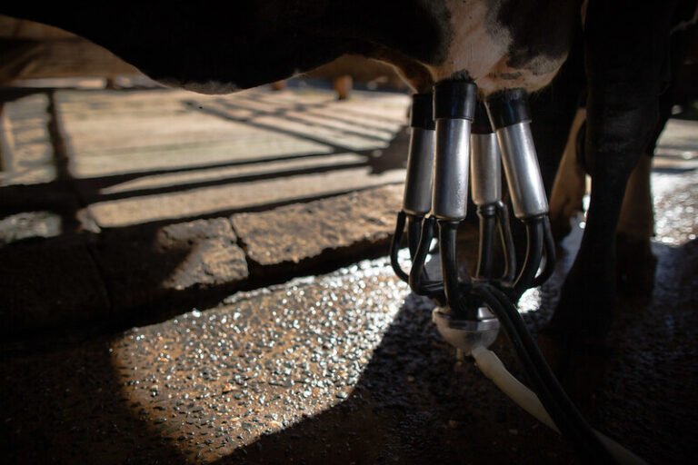 Falta de acordo sanitário e tarifário é o maior gargalo para o Brasil exportar