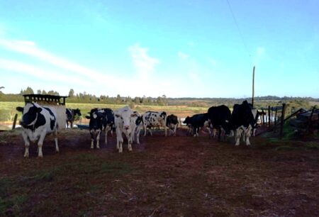 Estiagem prejudica novamente produção de leite no Rio Grande do Sul