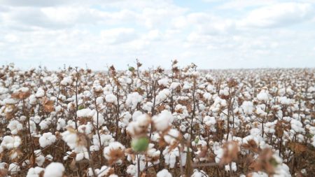 Algodão com tecnologia é promessa para 400@ por hectare