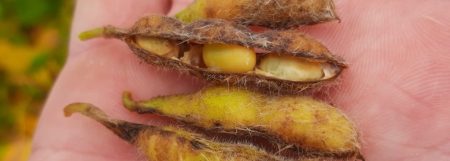 Soja: anomalia das vagens no MT mobiliza pesquisadores